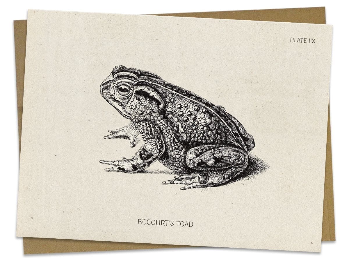 Toad Specimen Card