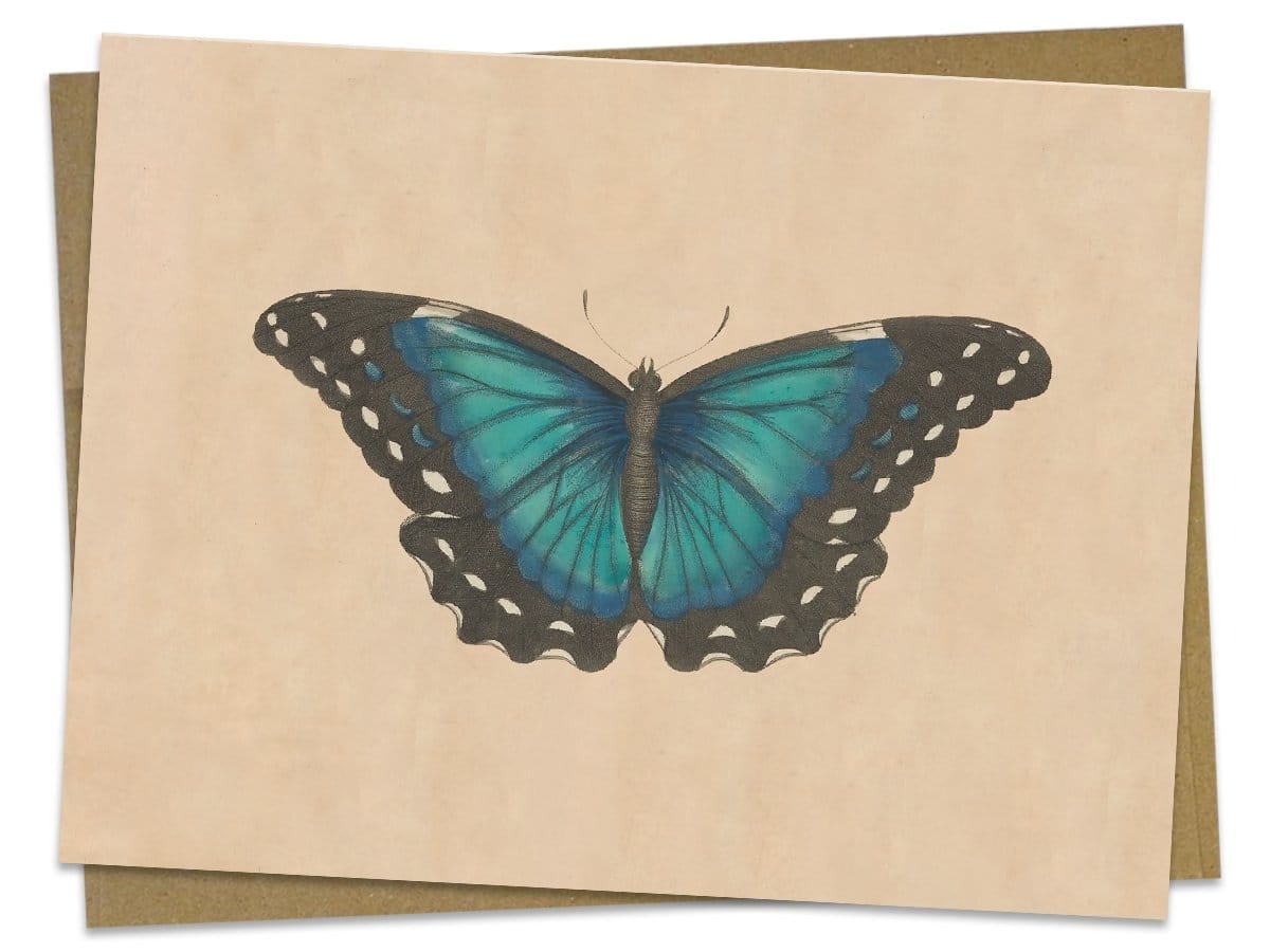 Vintage Butterfly Illustration Specimen C Greeting Card - Cognitive Surplus - 2