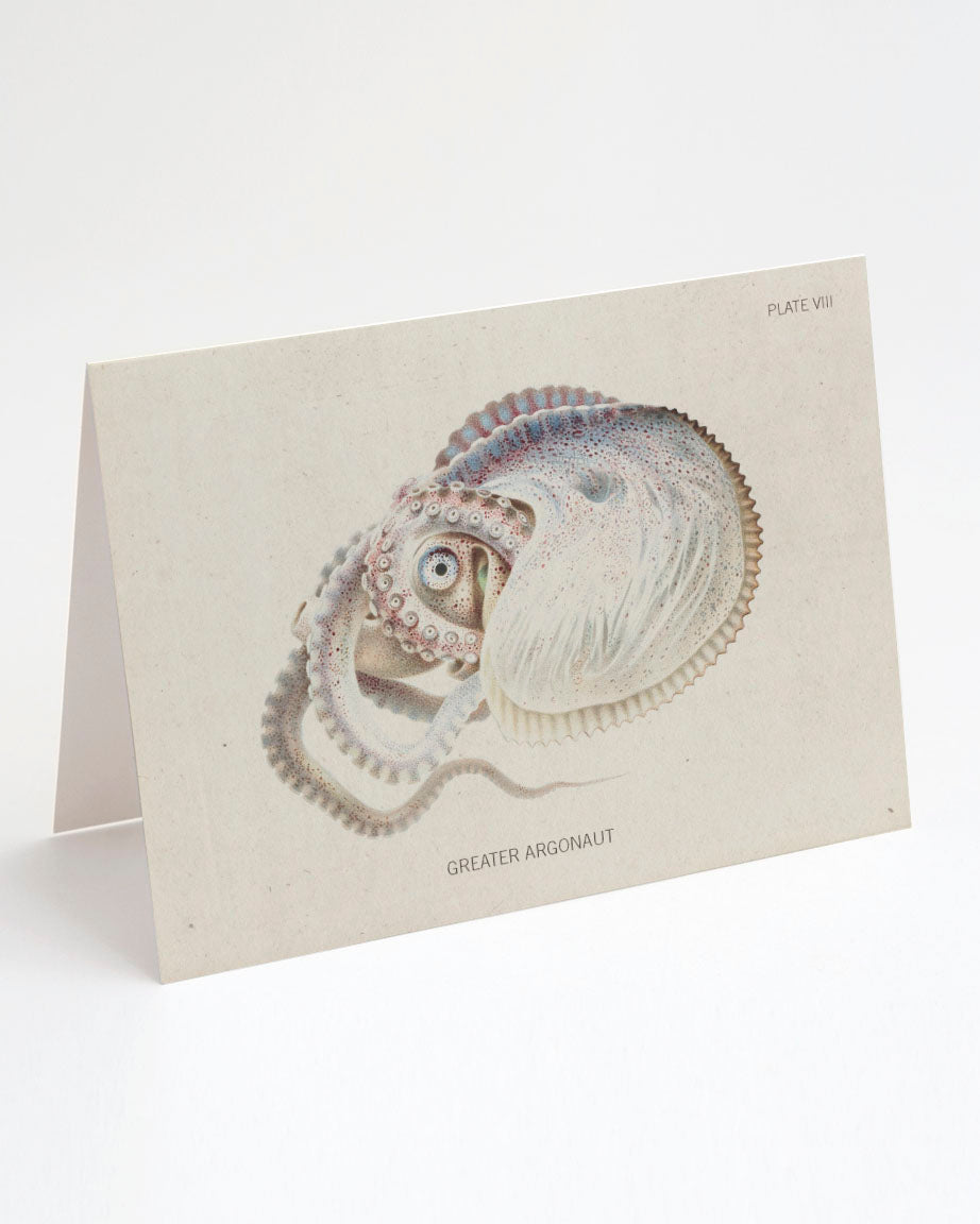 Octopus: Argonaut Specimen Greeting Card