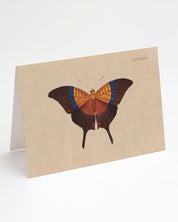 Butterfly Specimen A Illustration Greeting Card Cognitive Surplus