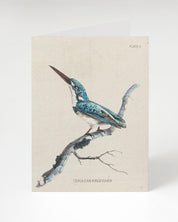 Kingfisher Bird Specimen Card