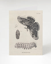 Metamorphosis Moth Specimen Card