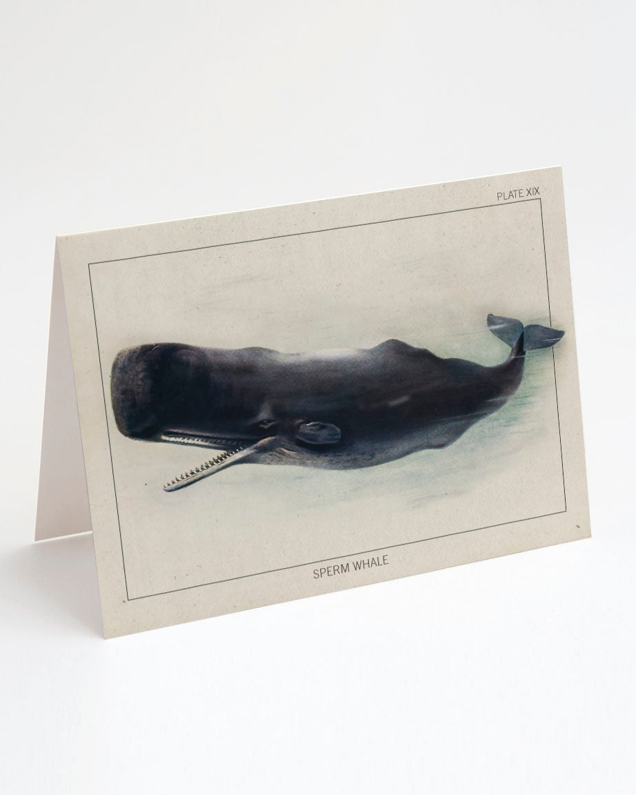 Sperm Whale Specimen Card