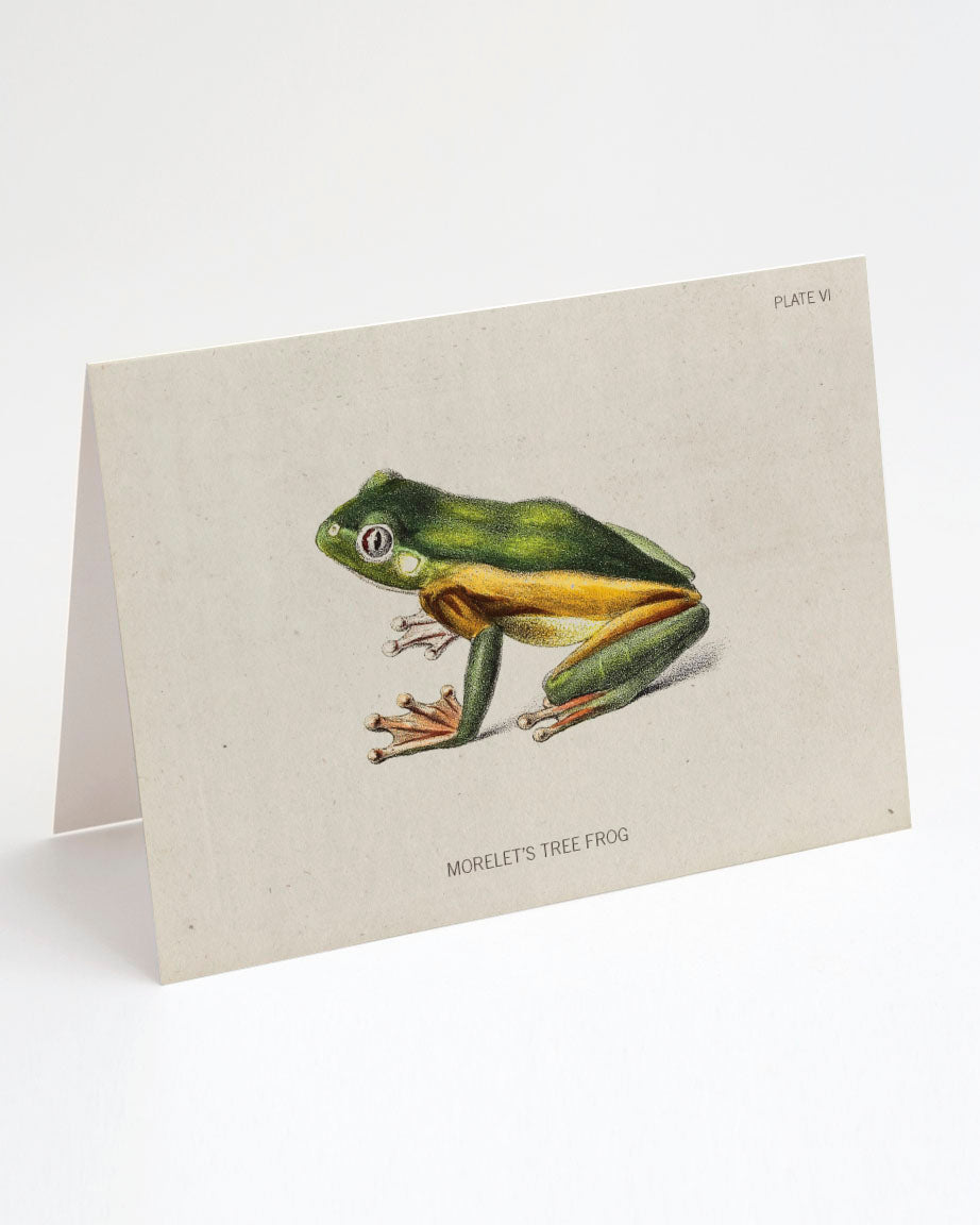 Tree Frog Specimen Card