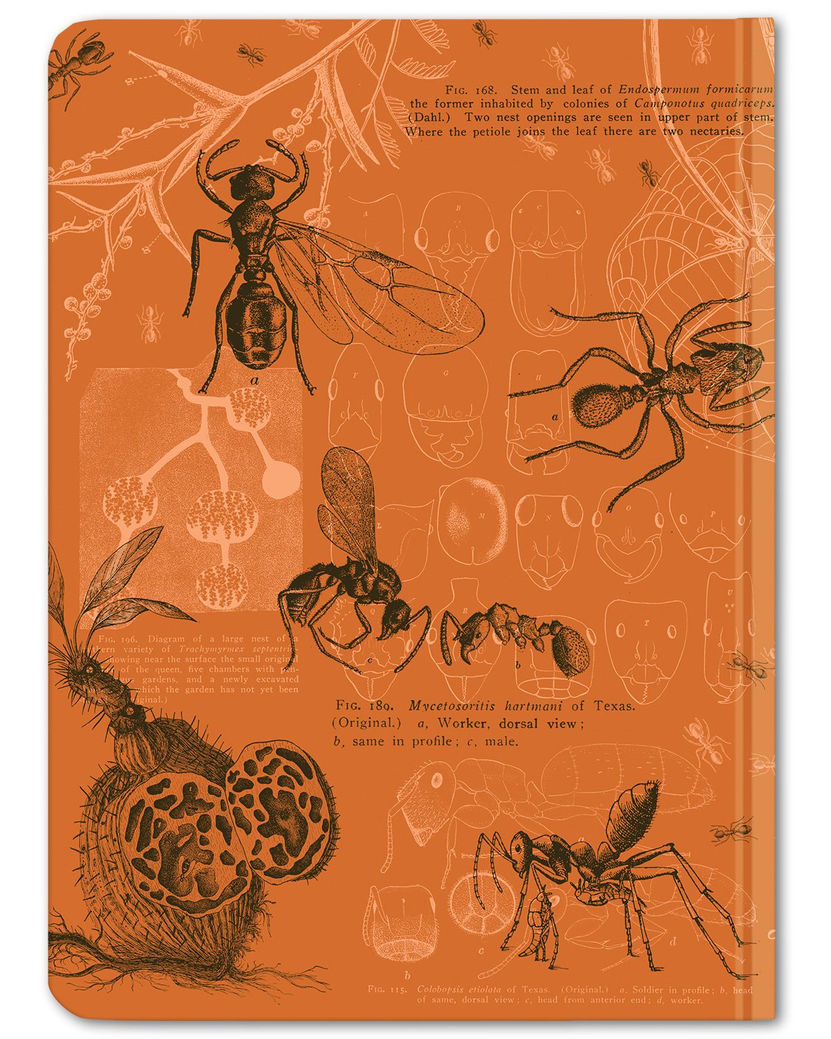 Ants Hardcover - Dot Grid