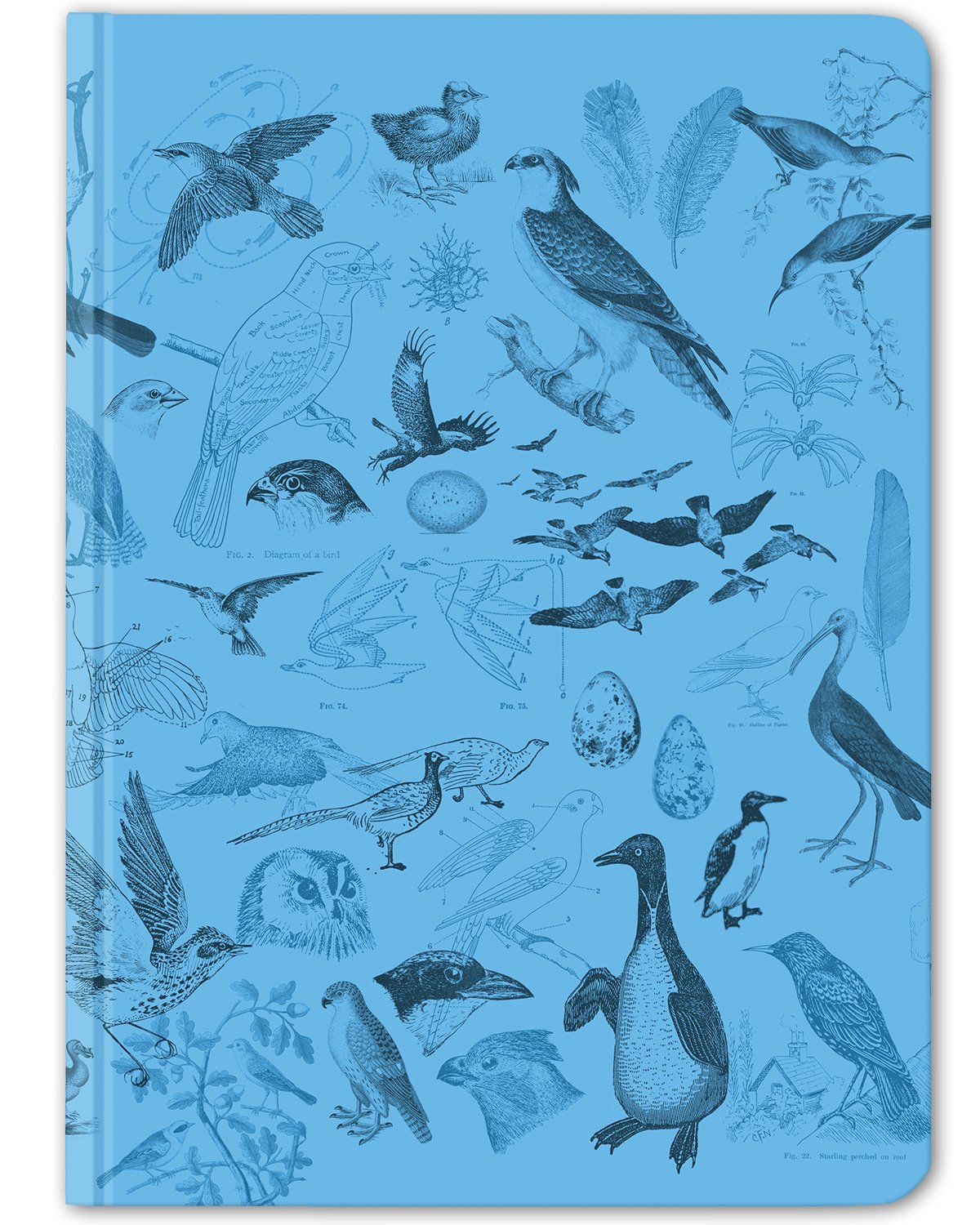 Birds ornithology hardcover dot grid notebook by Cognitive Surplus, 100% recycled paper, sky blue