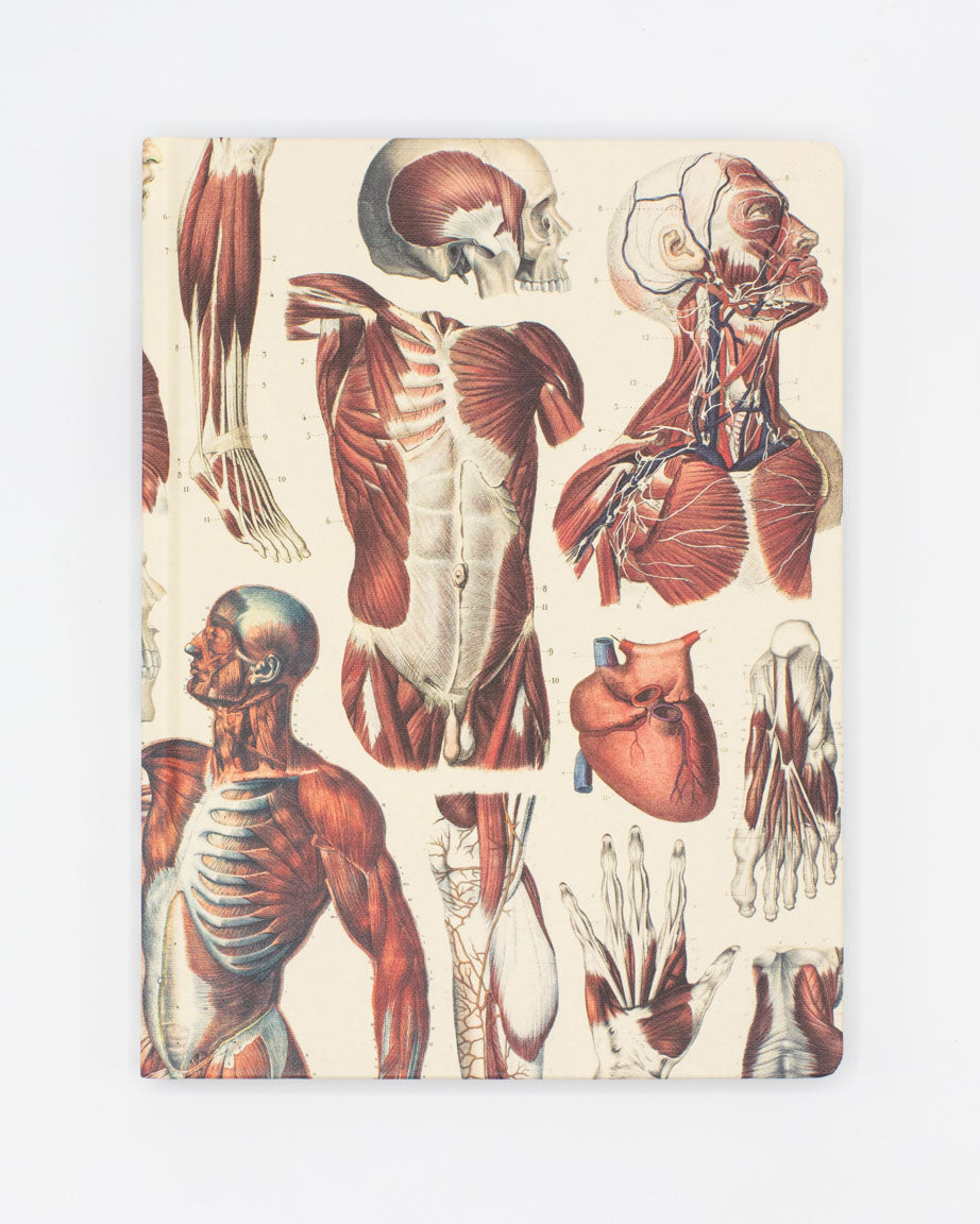 Anatomy: Muscles Hardcover Notebook - Lined/Grid