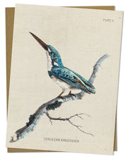 Kingfisher Bird Specimen Card