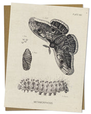 Metamorphosis Moth Specimen Card