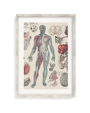 Vascular Museum Print