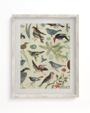 Birds Museum Print