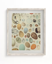 Oology Bird's Eggs Museum Print