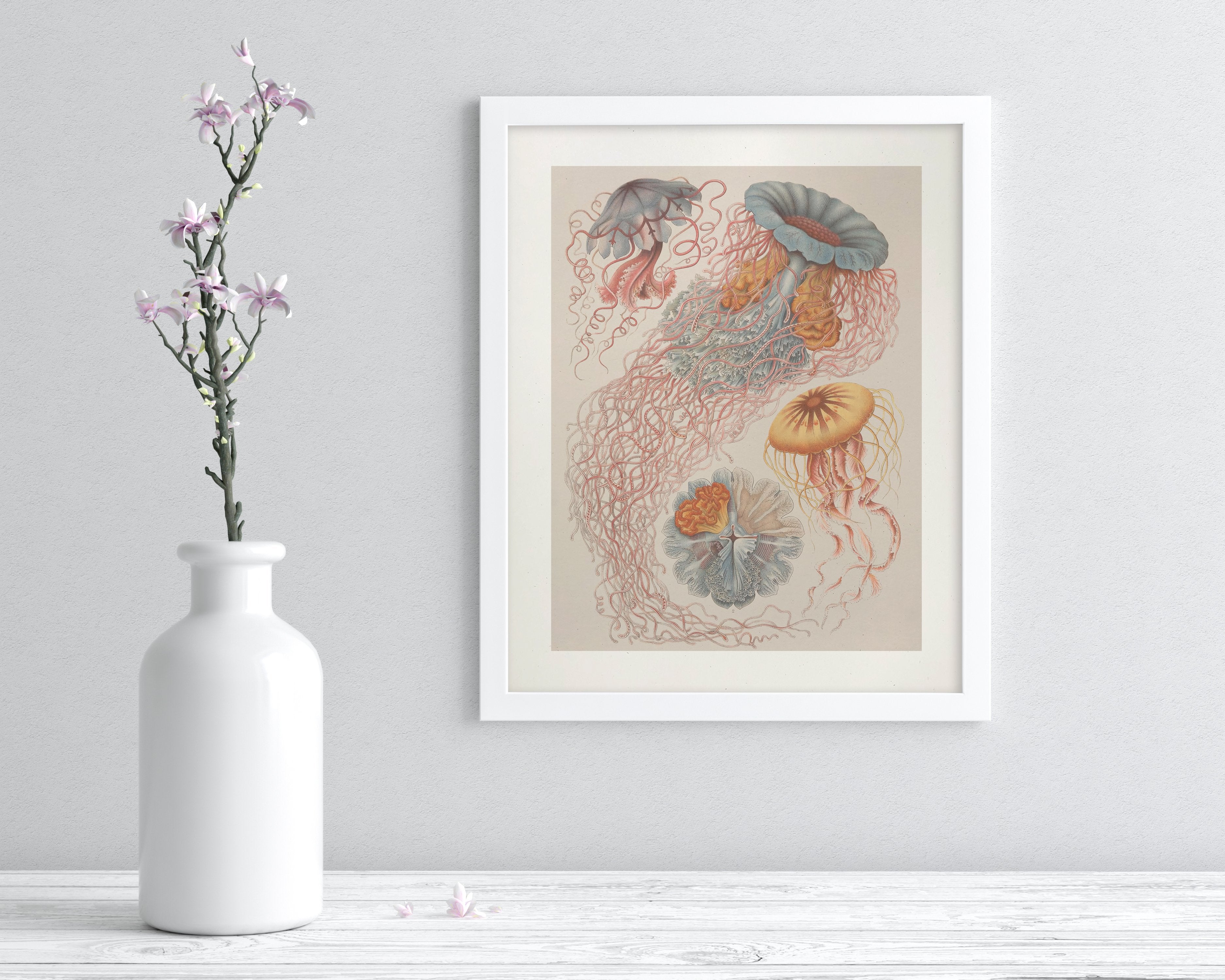 Haeckel Jellyfish Museum Print