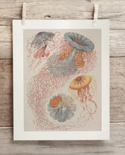 Haeckel Jellyfish Museum Print