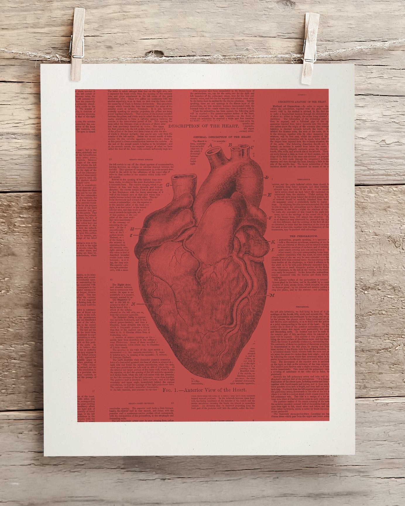 Anatomical Heart Museum Print