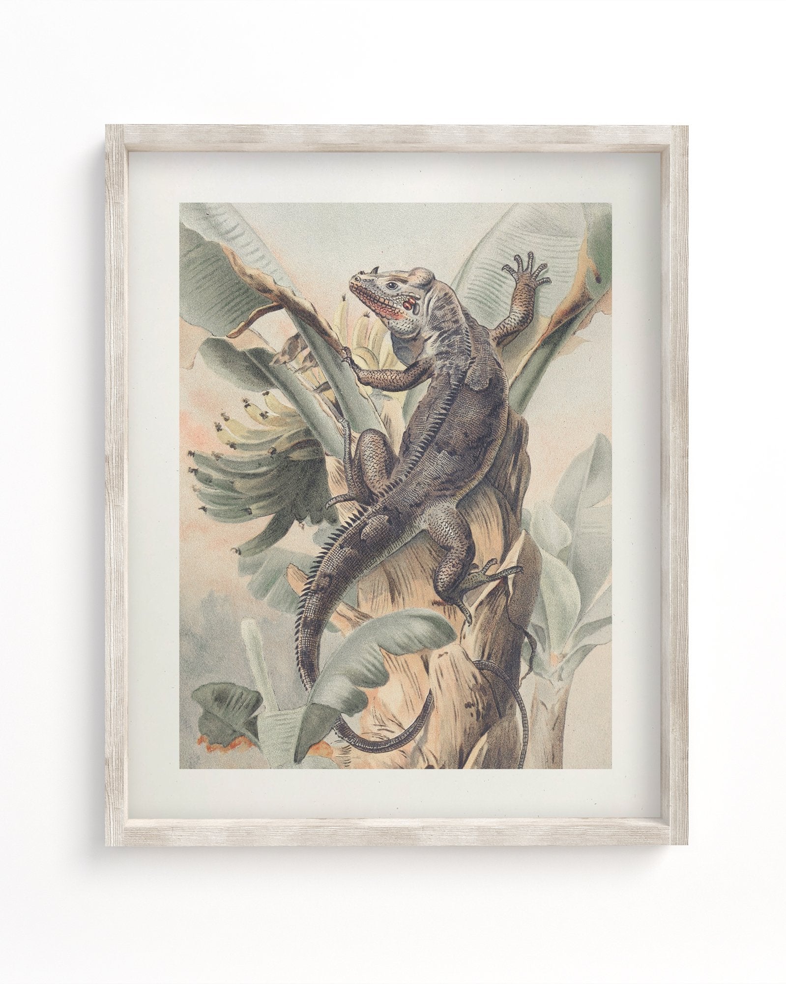 Iguana Museum Print