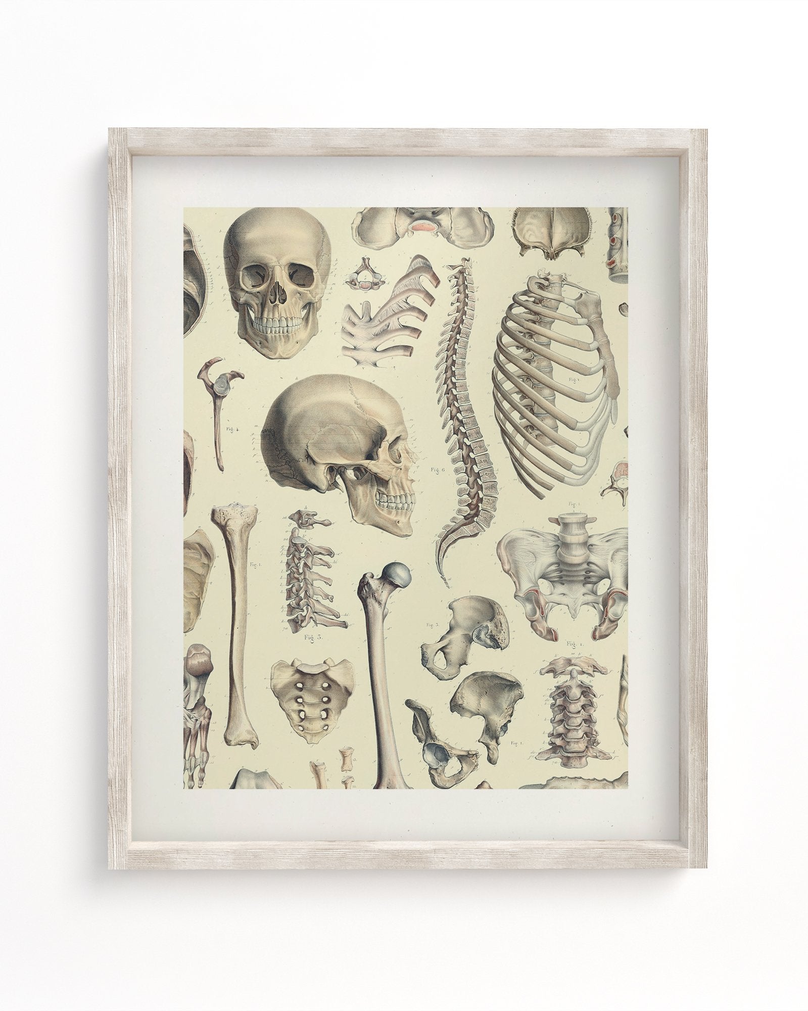 Skeleton Museum Print