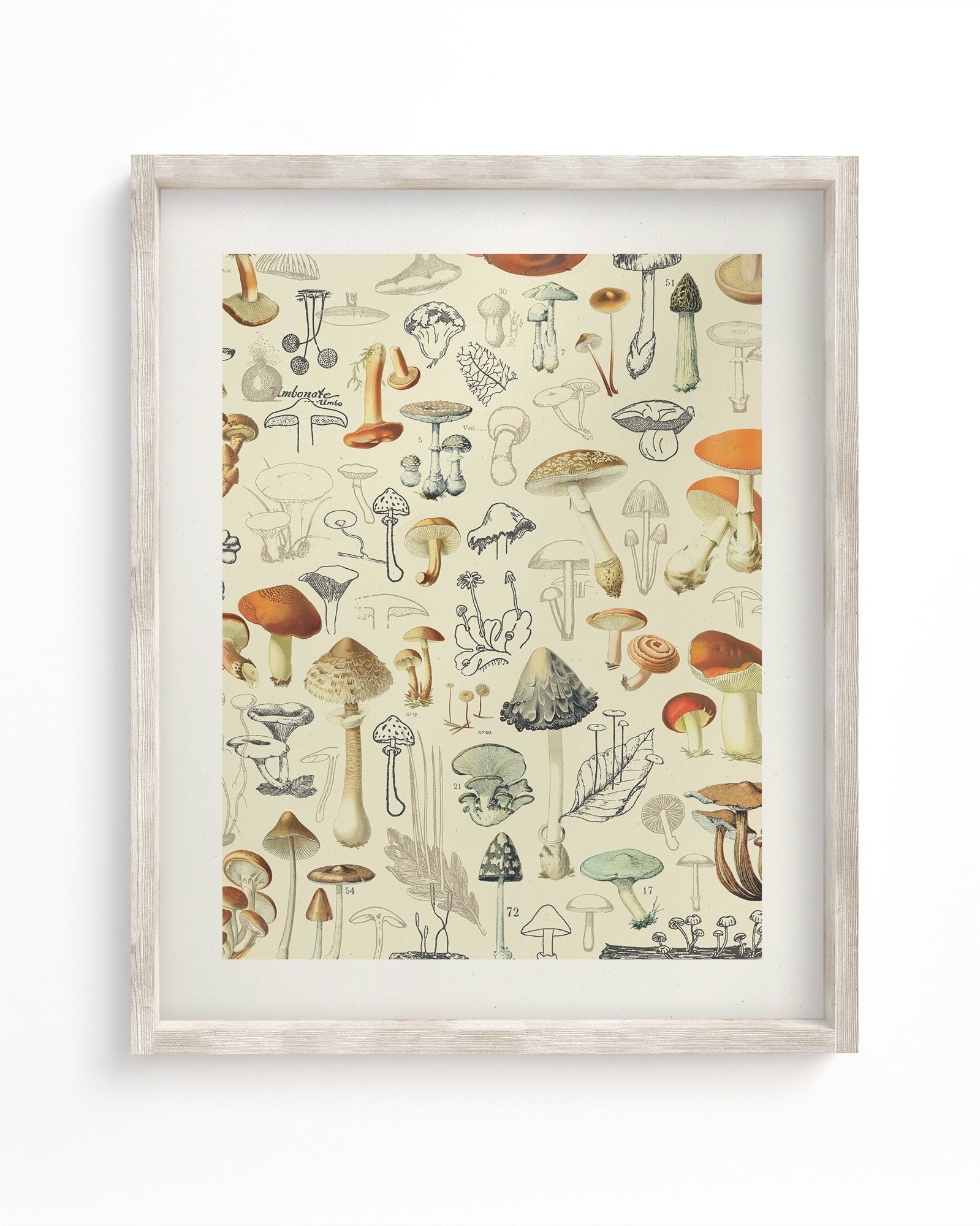 Mushrooms Plate 2 Museum Print