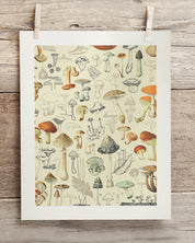 Mushrooms Plate 2 Museum Print