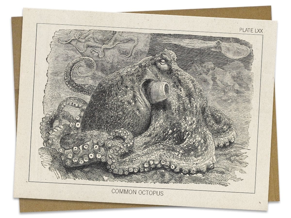 Octopus Specimen Card