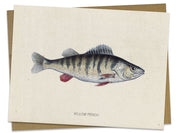 Perch Fish Specimen Card