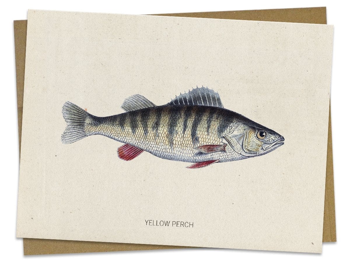 Perch Fish Specimen Card