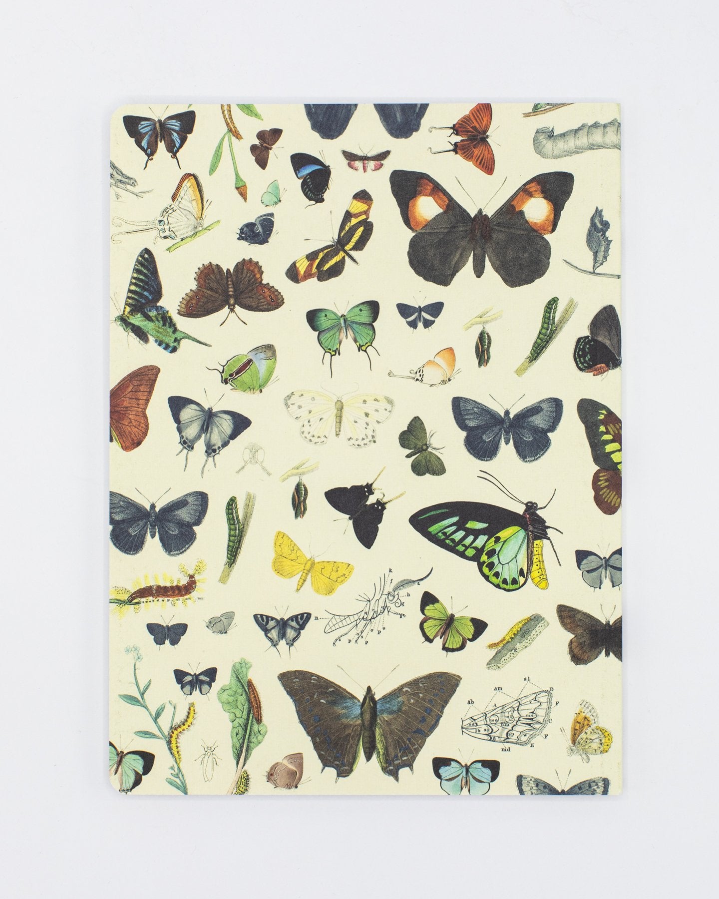 Butterflies Softcover - Dot Grid