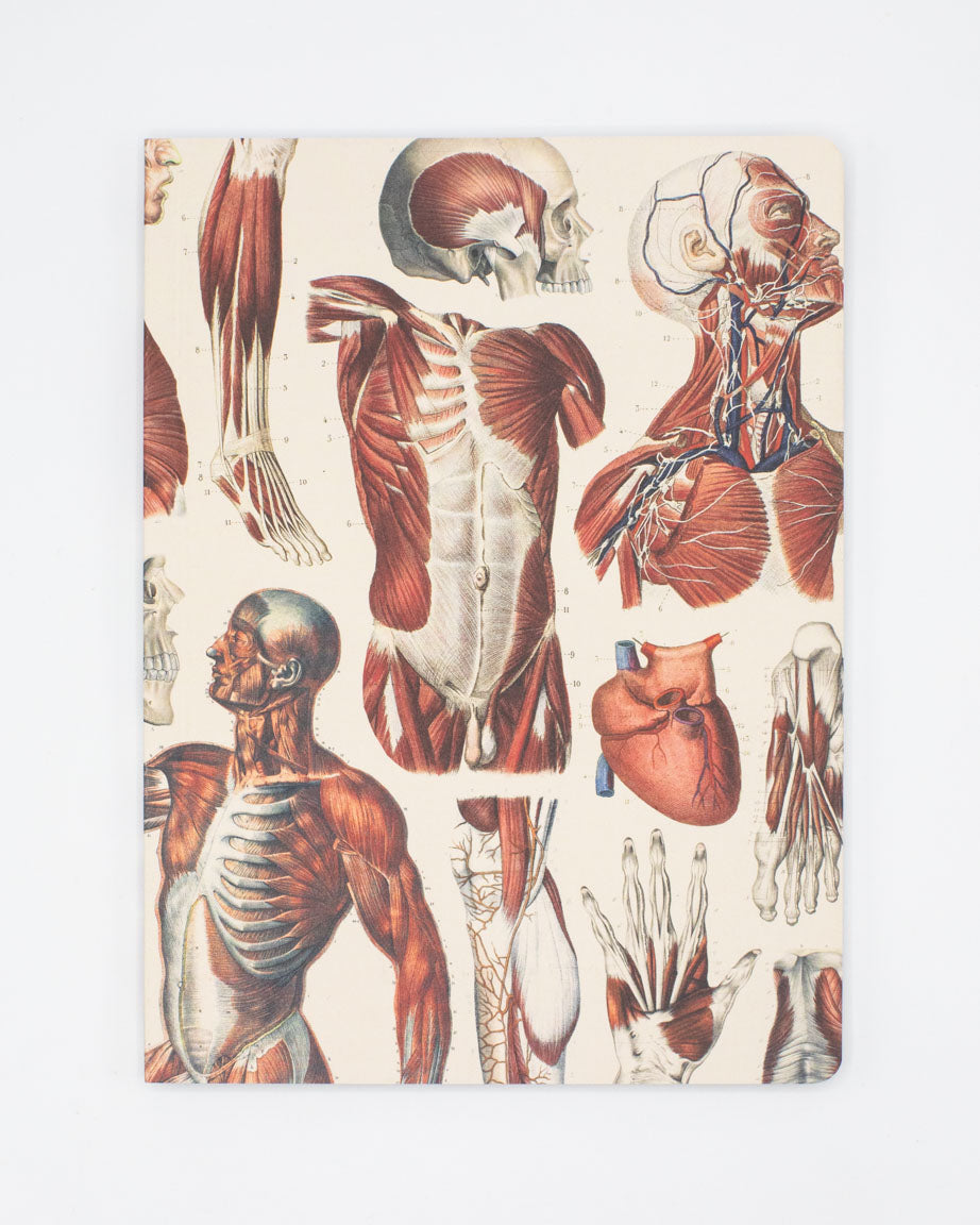 Anatomy: Muscles Softcover Notebook - Lined