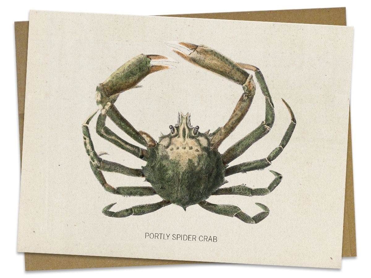 Spider Crab Specimen Card