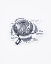 Eye Anatomy Sticker