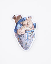 Anatomical Heart Sticker