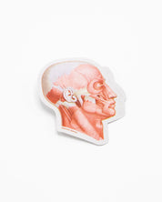 Muscles of the Face Sticker