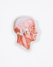 Muscles of the Face Sticker