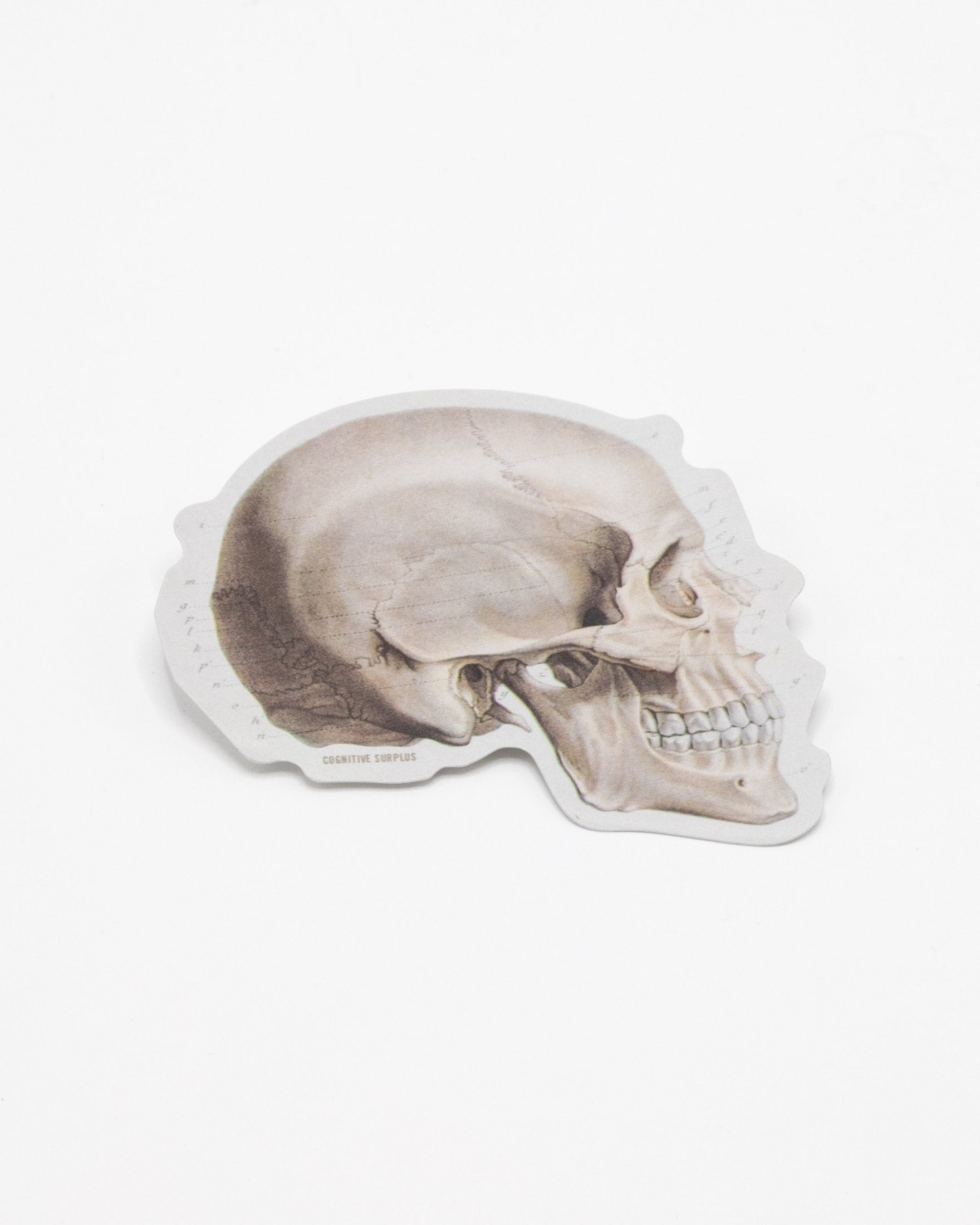 Skull Profile Sticker