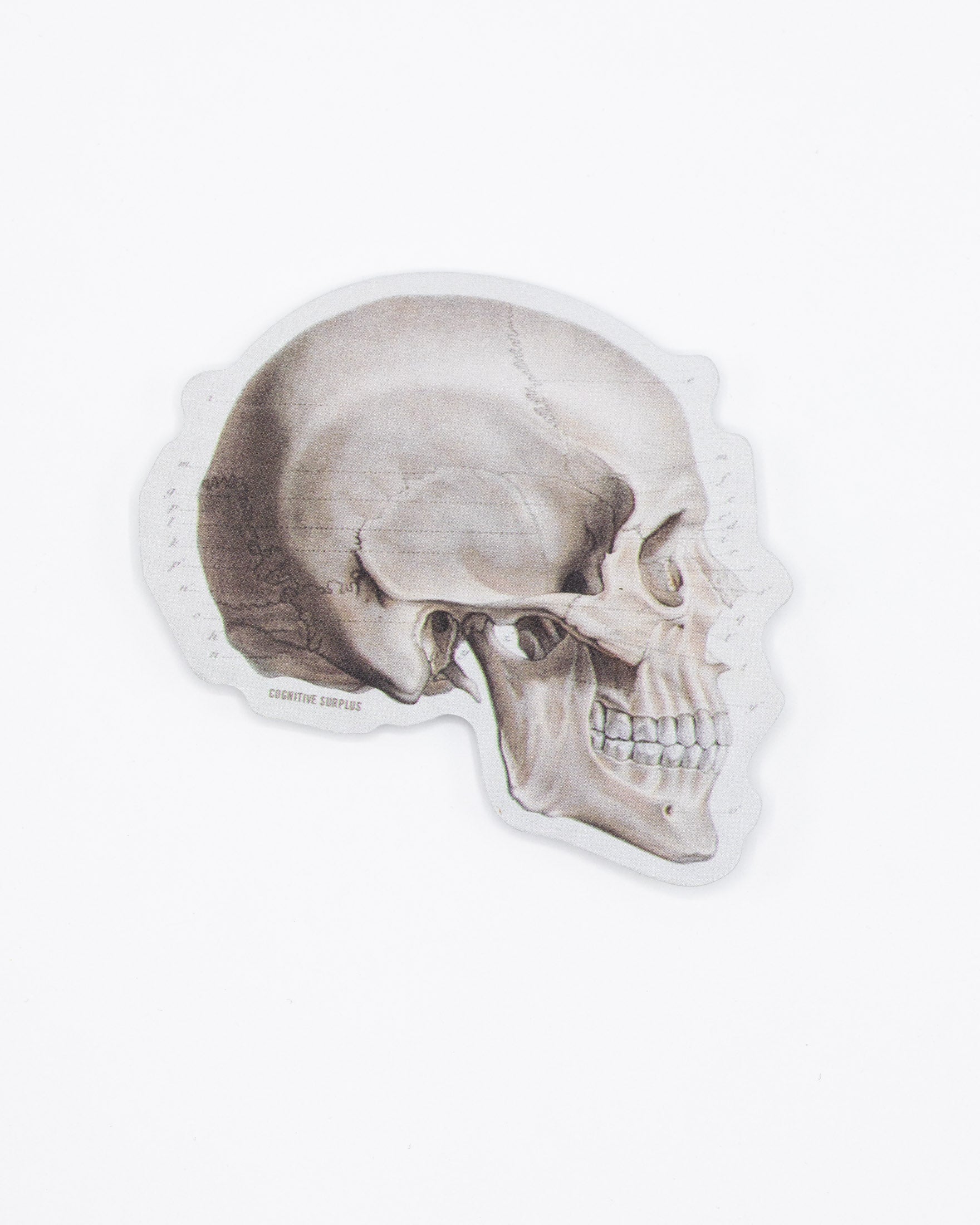 Skull Profile Sticker