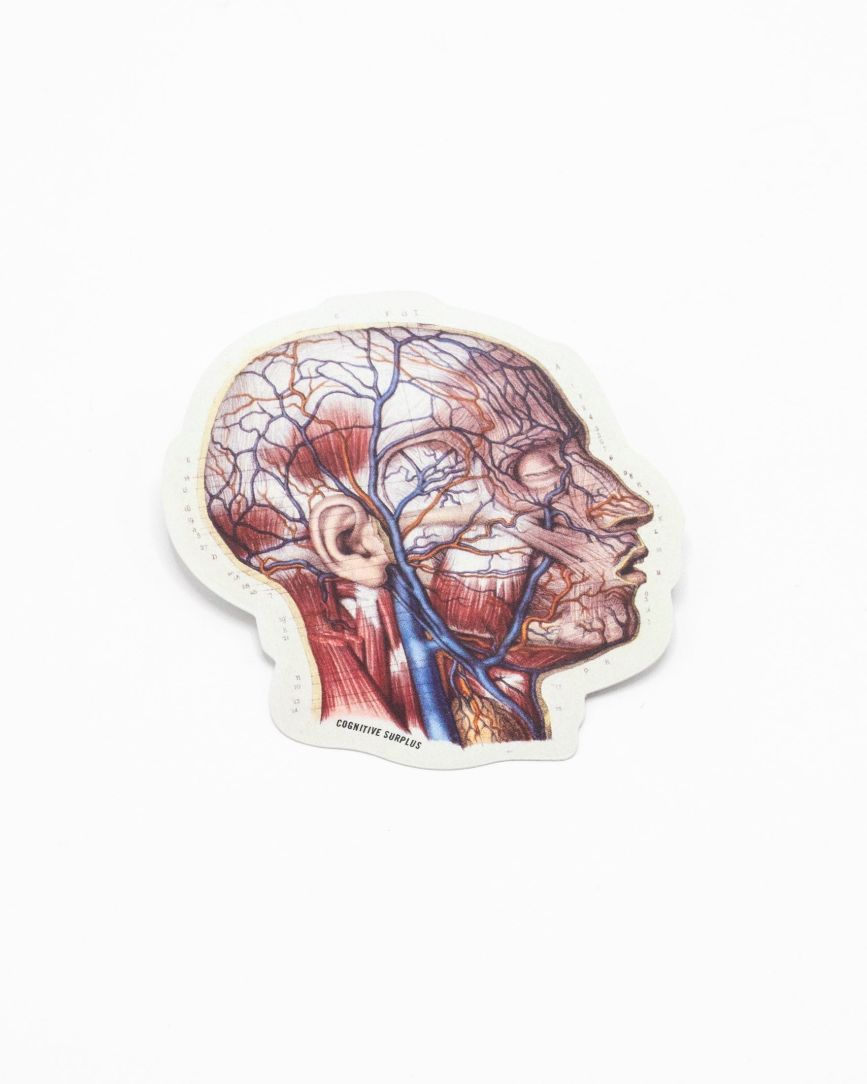 Vascular Head Anatomy Sticker