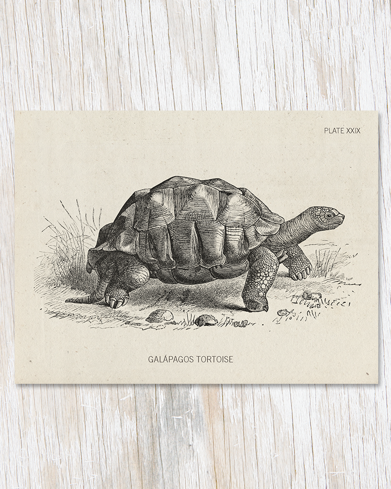 Tortoise Specimen Card