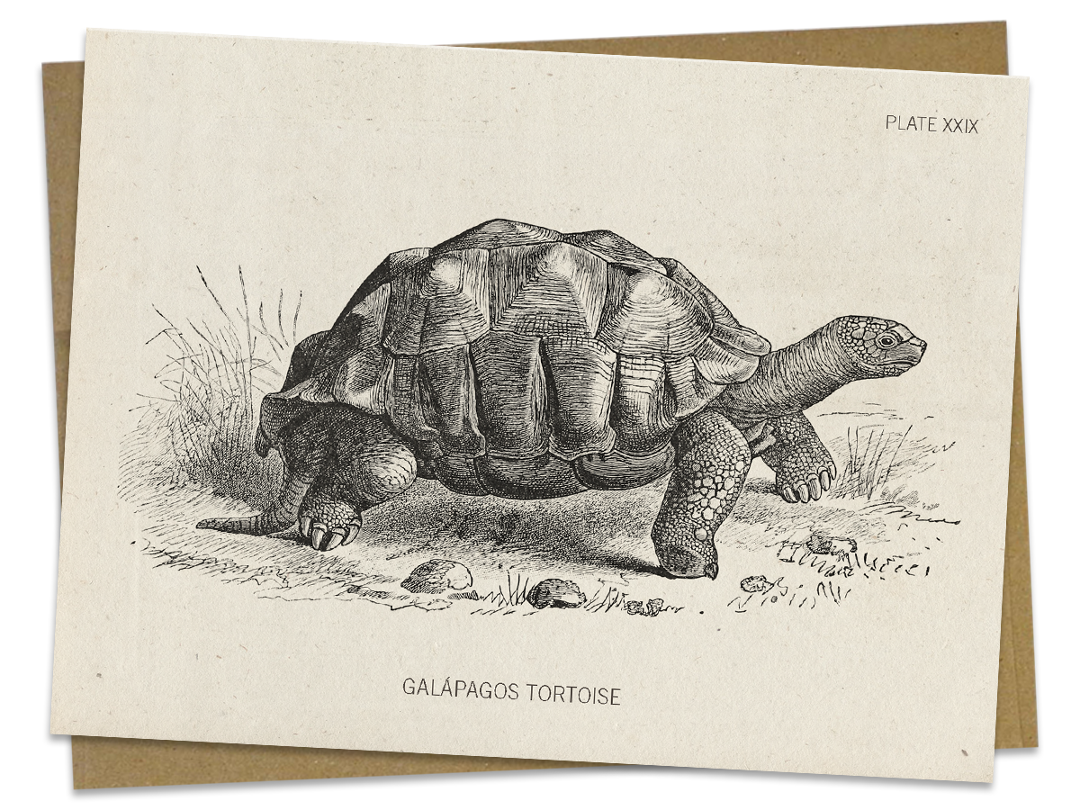 Tortoise Specimen Card