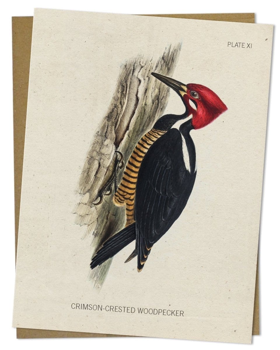 Woodpecker Specimen Card